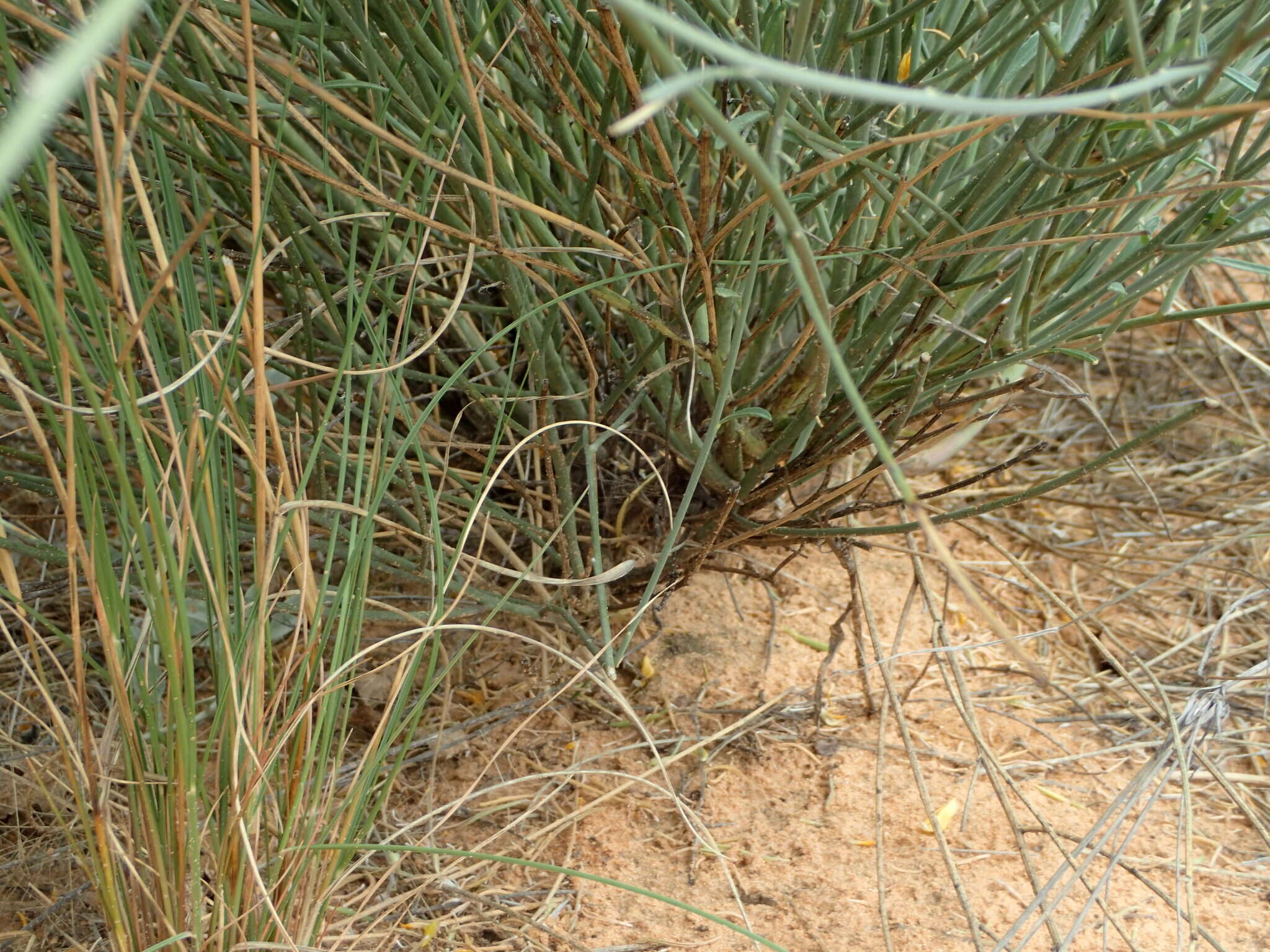 Image of Crotalaria spartioides DC.