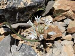 Image of Nevada onion