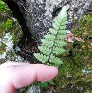 Myriopteris alabamensis (Buckley) Grusz & Windham resmi