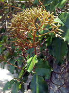 Image of Olearia furfuracea (A. Rich. & Lesson) Hook. fil.