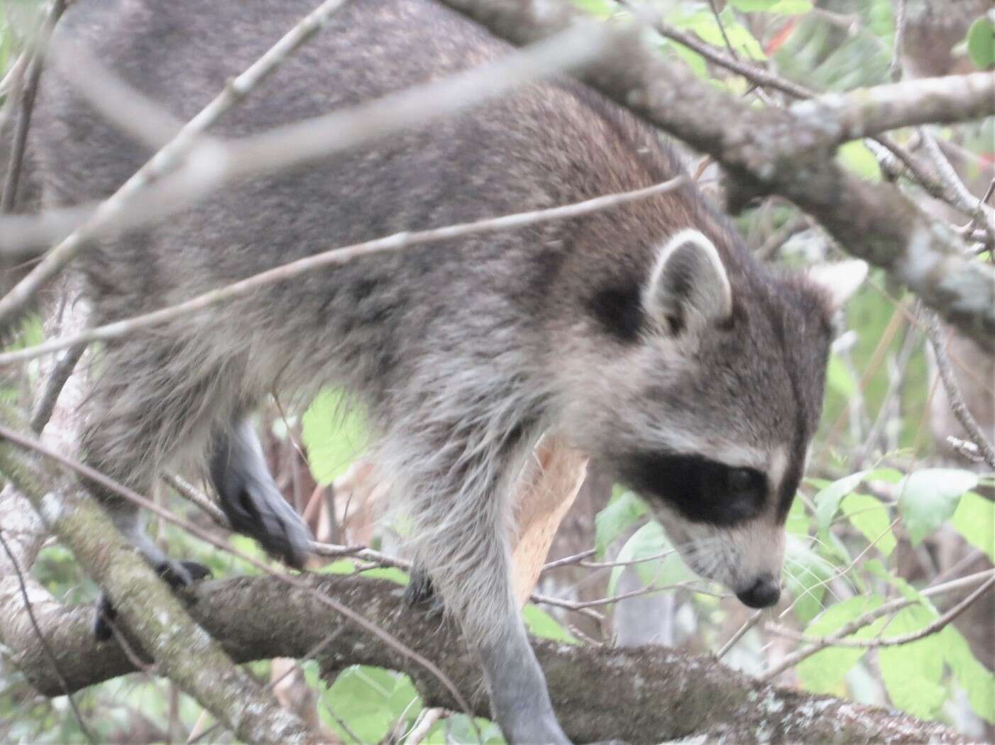 Image of Florida Raccoon