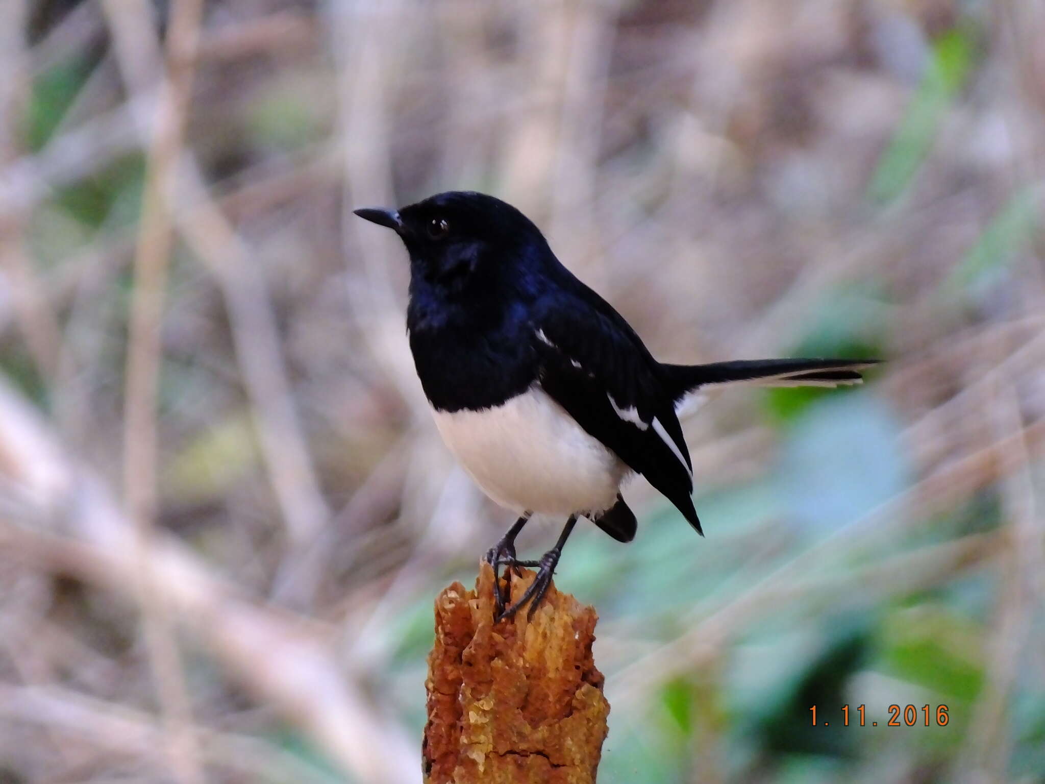 Image of Oriental Magpie Robin