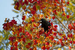 Image of Corvus macrorhynchos japonensis Bonaparte 1850