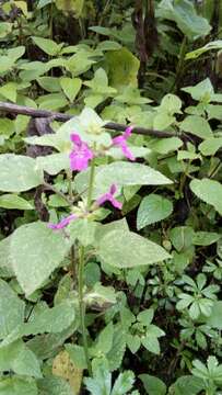 Stachys manantlanensis B. L. Turner resmi