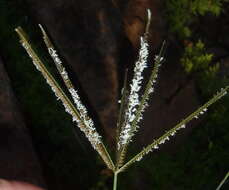 Image of Fan grass