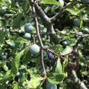 Image of Prunus fruticans Weihe