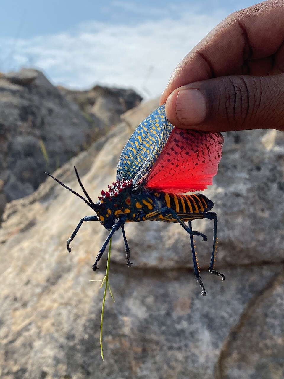 صورة Phymateus (Phymateus) saxosus Coquerel 1861