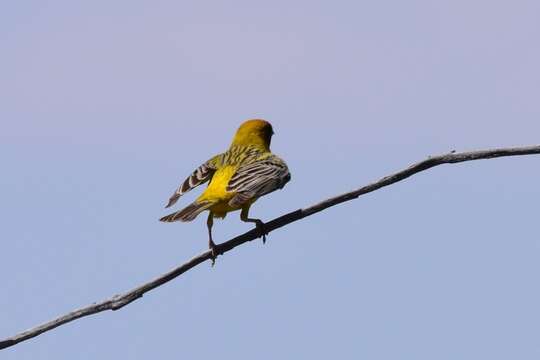 Image of Brown-headed Bunting