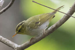 Image of Yellow-vented Warbler