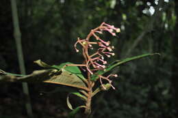 Image of Parathesis sessilifolia J. D. Smith