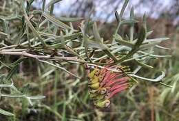 Image of Grevillea ilicifolia subsp. lobata (F. Müll.) Downing