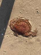 Image of sea nettle