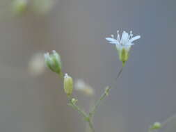 Image of Arrost's baby's-breath