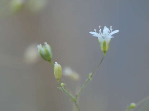 Image of Arrost's baby's-breath