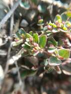 صورة Euphorbia cinerascens Engelm.