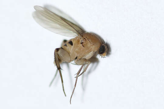 Image of Scuttle fly