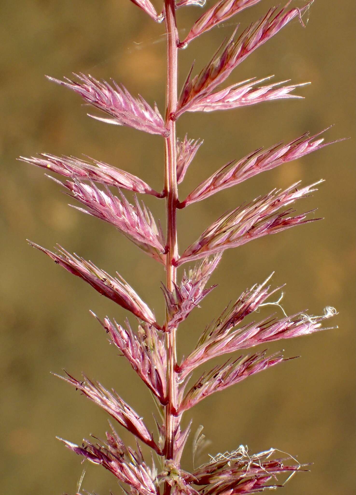 Image of viper grass