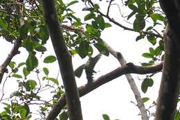 Image of Blue-eared Barbet