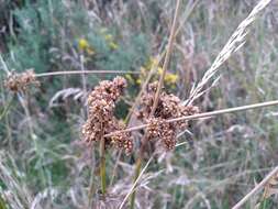 Image of Juncus australis J. D. Hook.