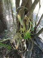 Image of Mexican bromeliad weevil