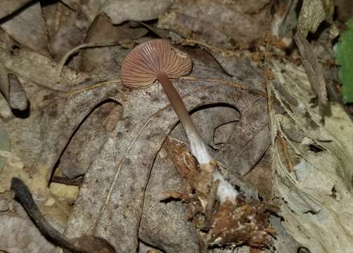 Mycena pelianthina (Fr.) Quél. 1872 resmi