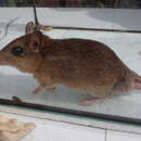 Image of Tete Veld Aethomys -- Tete Veld Rat