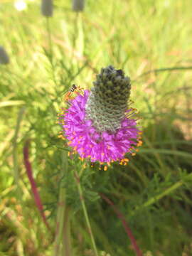 Imagem de Dalea purpurea var. purpurea