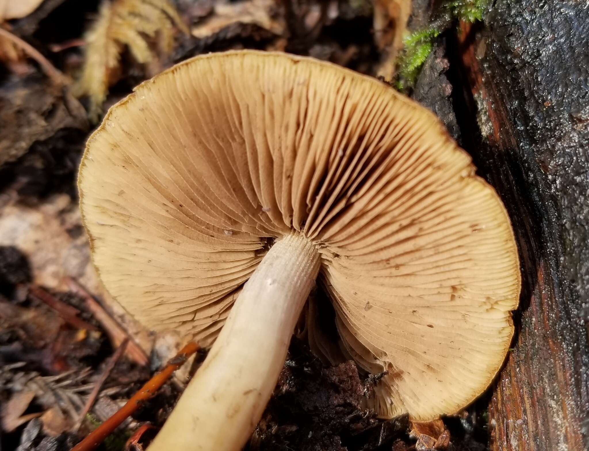 Image of Psathyrella piluliformis (Bull.) P. D. Orton 1969