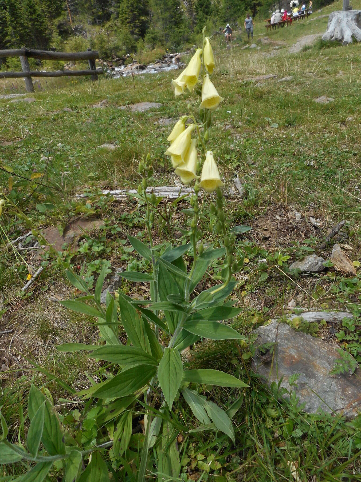 Imagem de Digitalis grandiflora Mill.