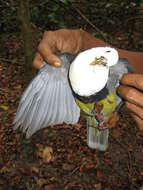 Image of Banded Fruit Dove