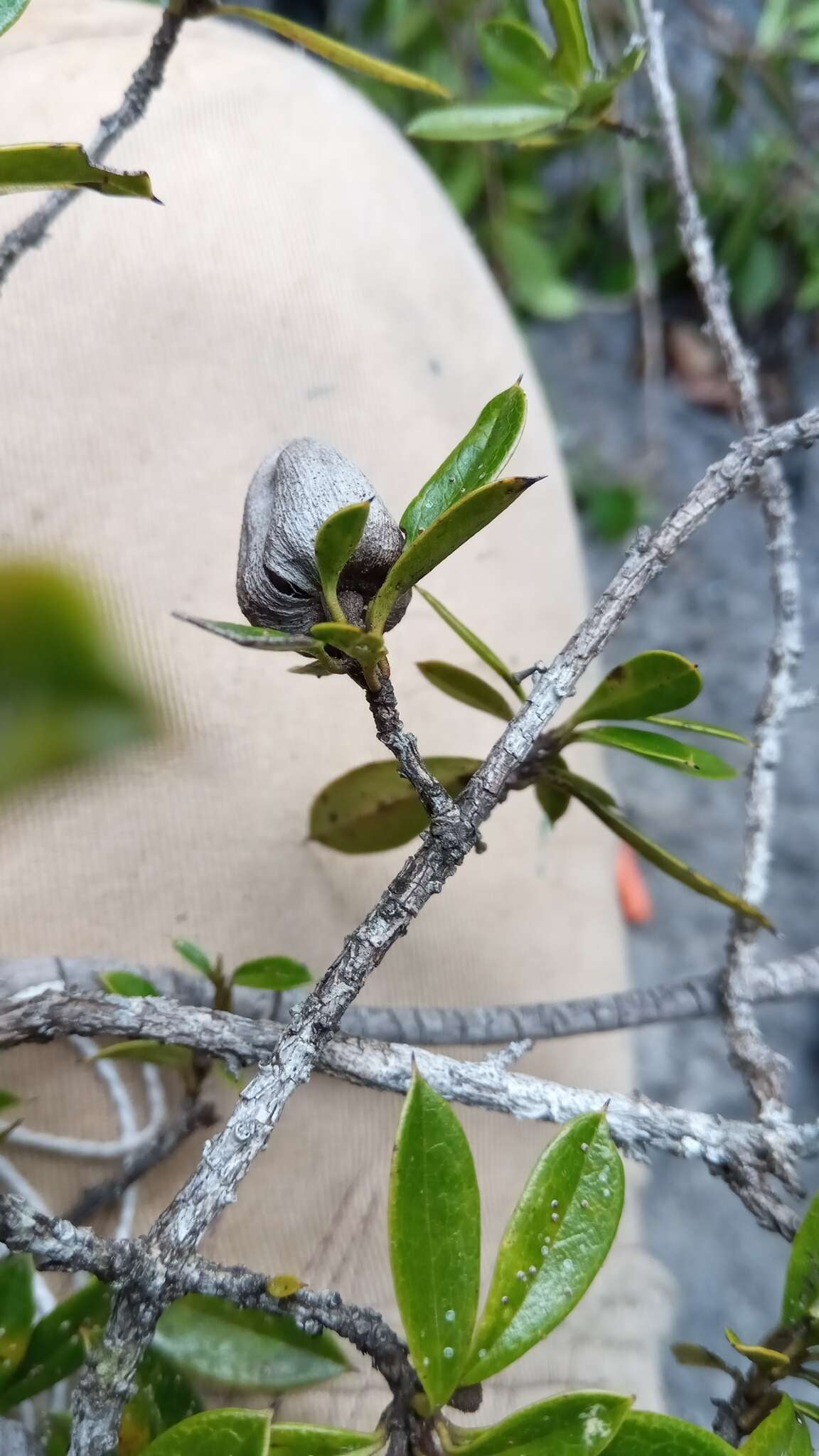 Image de Diospyros aculeata H. Perrier