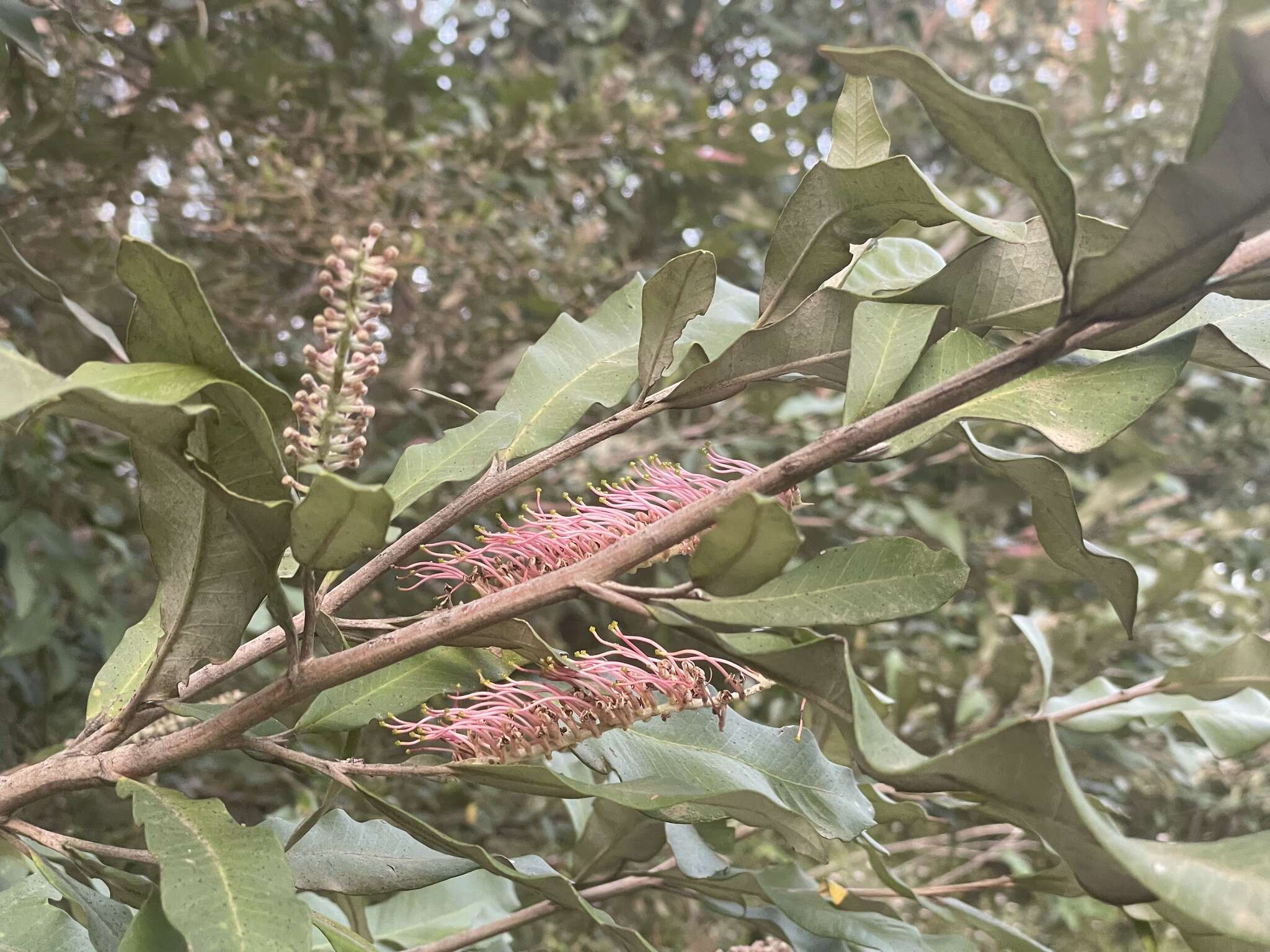 Image of Grevillea barklyana F. Müll. ex Benth.