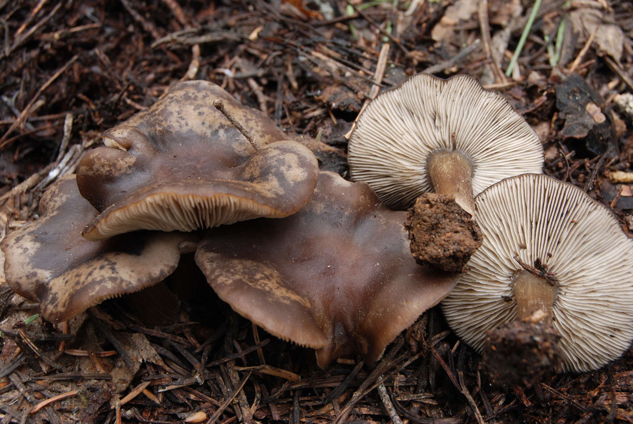 Image of Clitocybe glacialis Redhead, Ammirati, Norvell & M. T. Seidl 2000