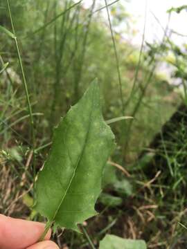 Image of Hieracium murorum subsp. murorum