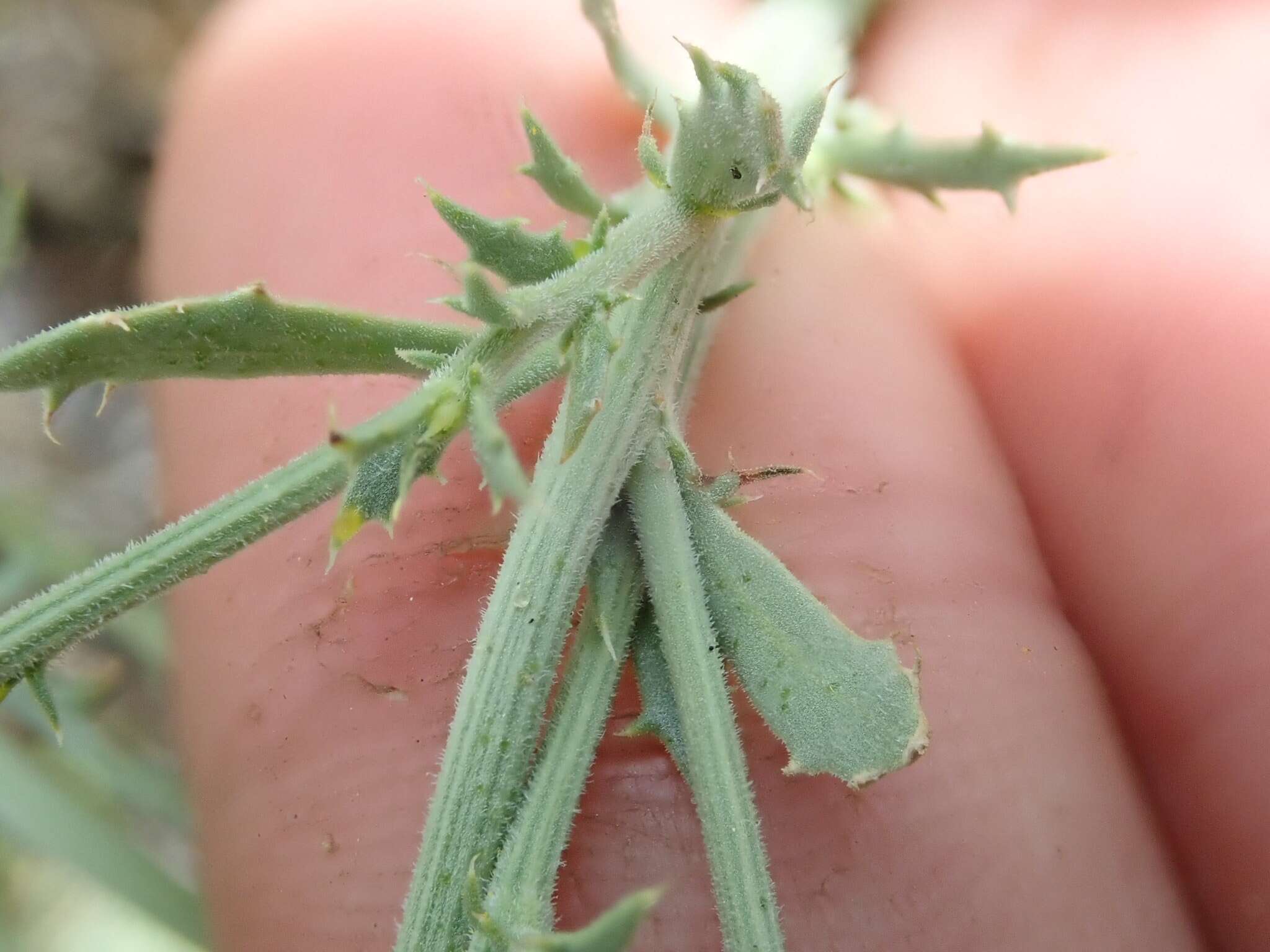 Image of Cooper's dogweed