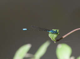 Image of Acanthagrion quadratum Selys 1876