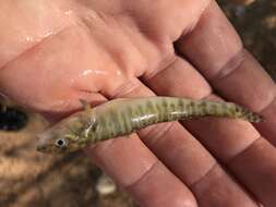 Image of Bigscale logperch