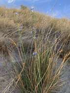 Image of Funeral Mountain blue-eyed grass