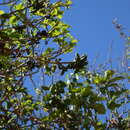 Sivun Sapranthus microcarpus (Donn. Sm.) R. E. Fr. kuva