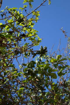 Sapranthus microcarpus (Donn. Sm.) R. E. Fr.的圖片