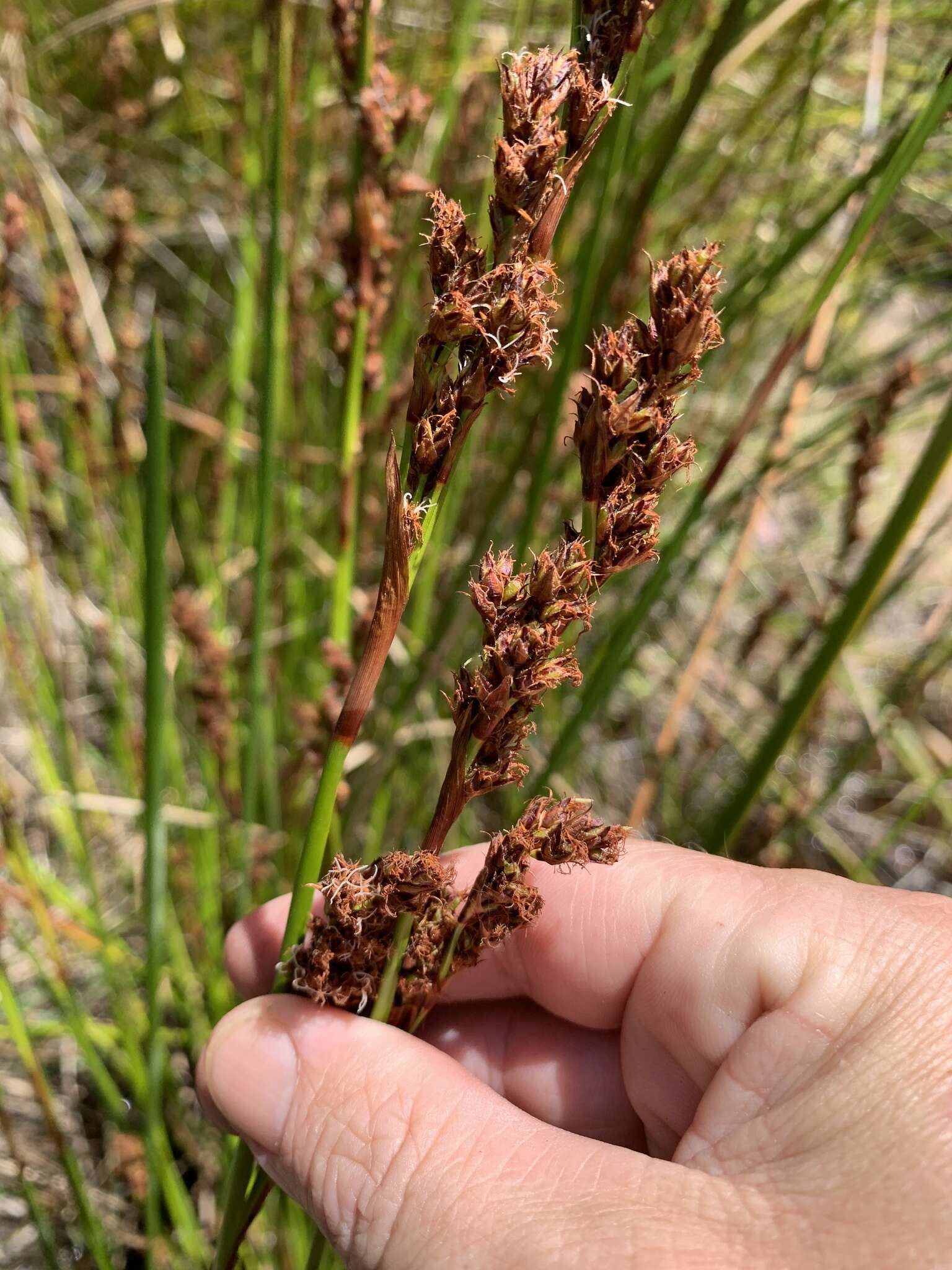 Imagem de Machaerina rubiginosa (Biehler) T. Koyama