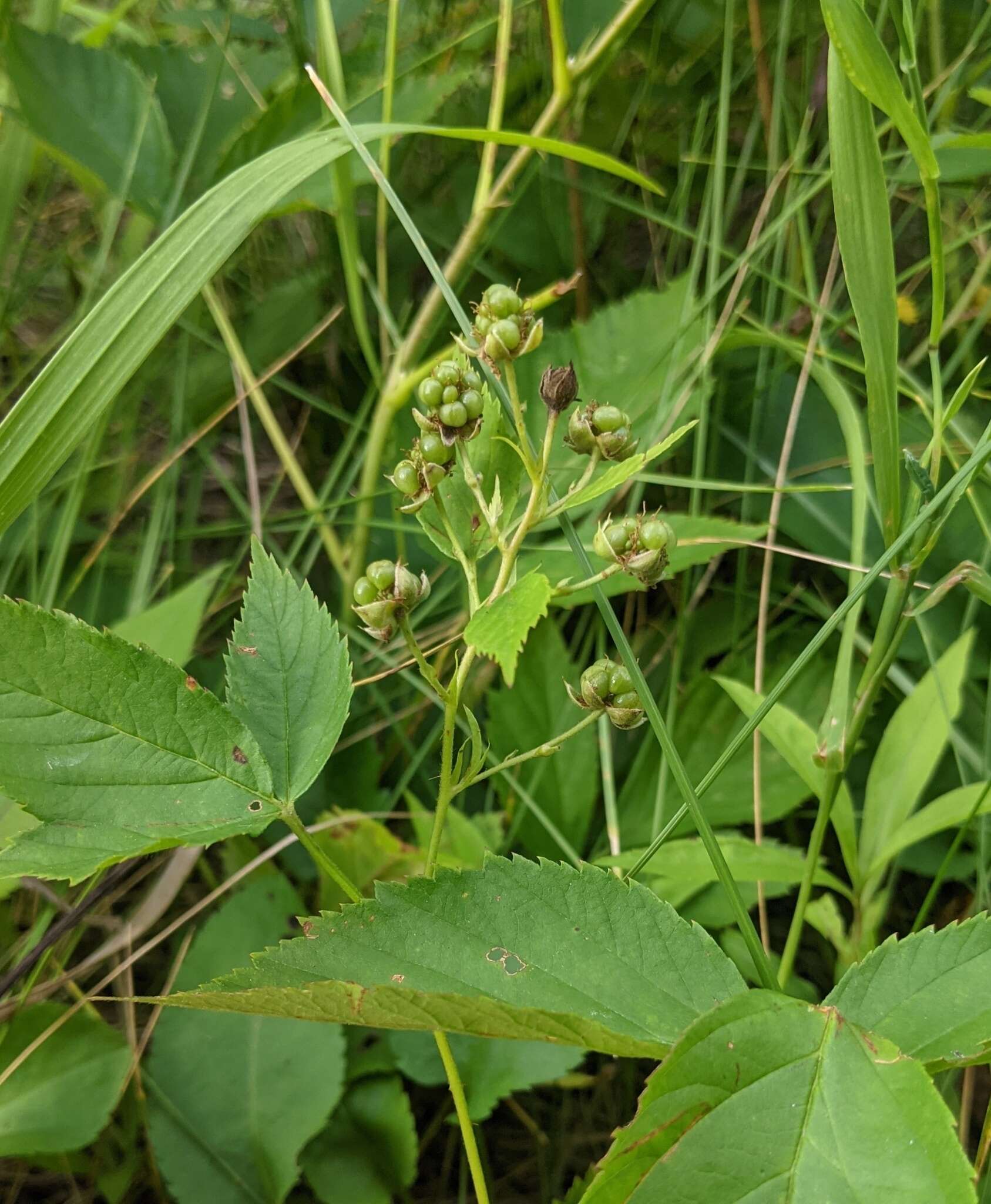 Image of Vermont blackberry