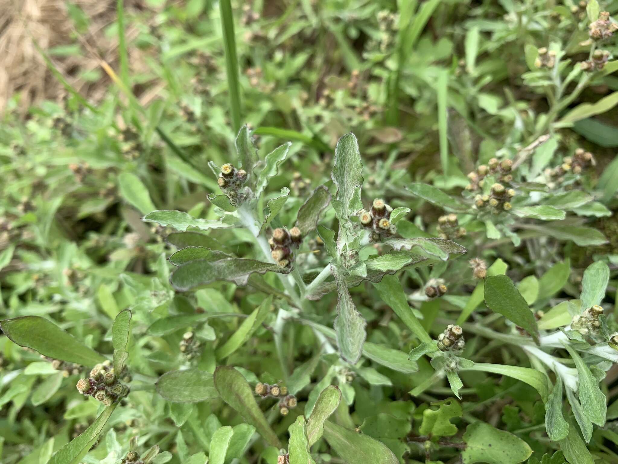 Plancia ëd Gnaphalium polycaulon Pers.