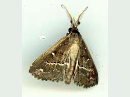 صورة Adrapsa ablualis Walker 1859