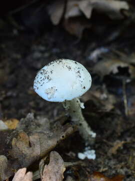 Image of Amanita eliae Quél. 1872