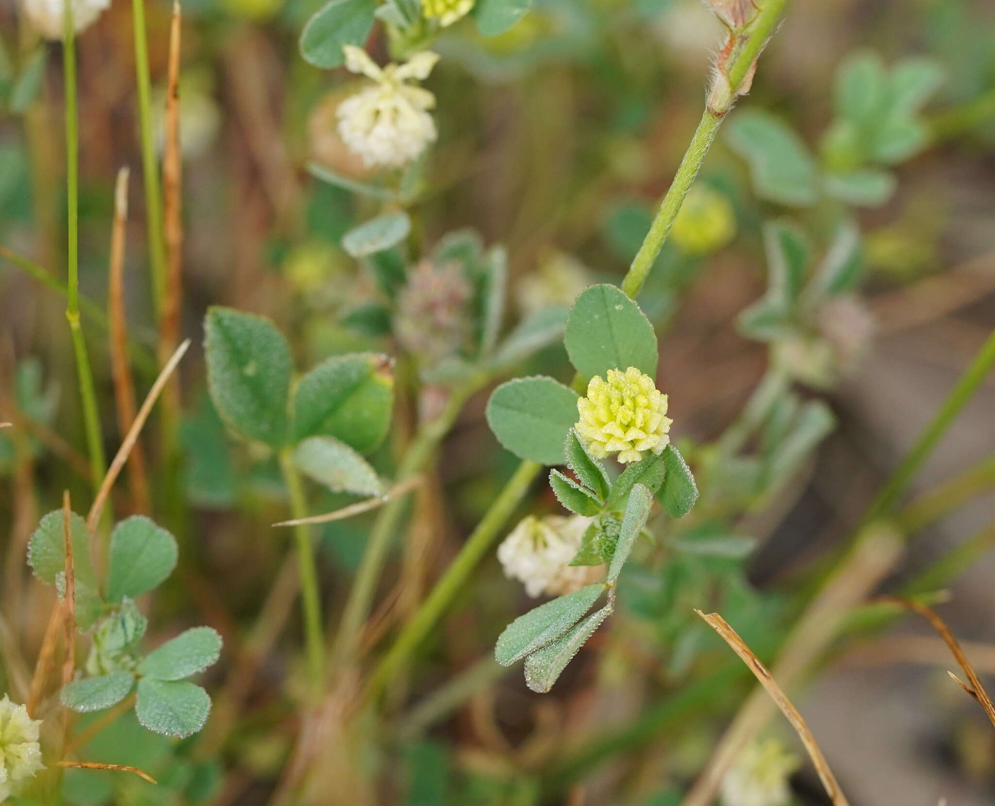 صورة Trifolium campestre var. campestre