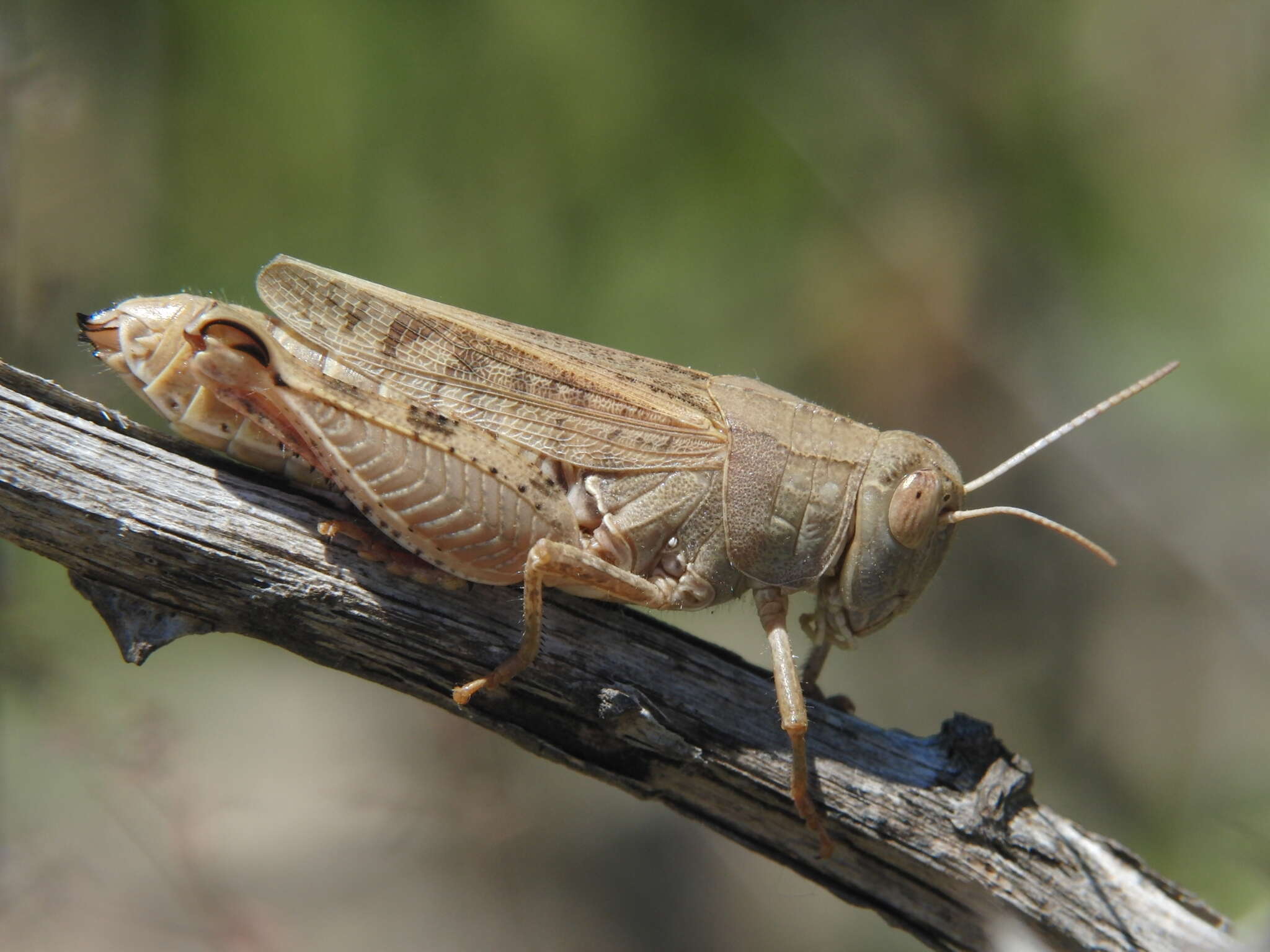 Image of Calliptamus wattenwylianus Pantel 1896