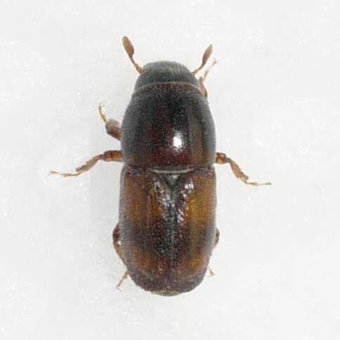 Image of Banded Elm Bark Beetle