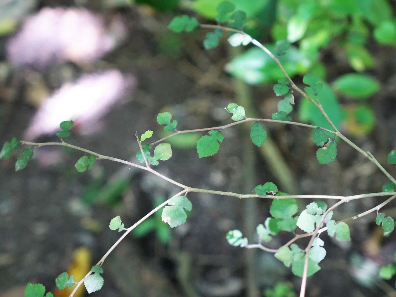 Слика од Streblus heterophyllus (Bl.) Corner