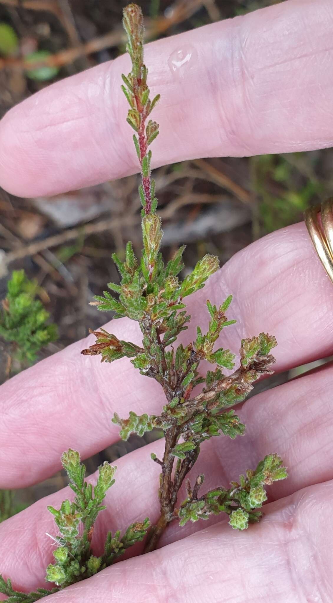 Image of Prostanthera chlorantha (F. Muell.) Benth.